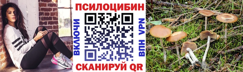 blacksprut ссылки  купить   Кызыл  Псилоцибиновые грибы Psilocybe 